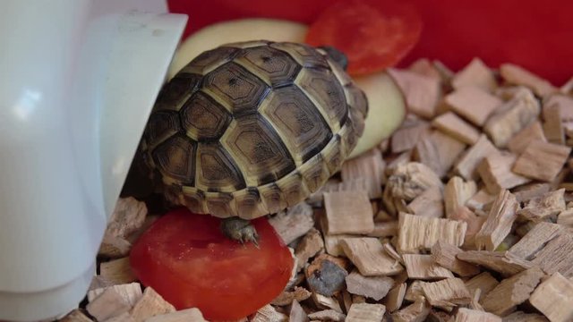 Tortoise Living in Habitat Enclosure