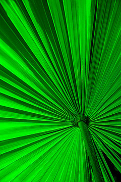 background of a palm tree