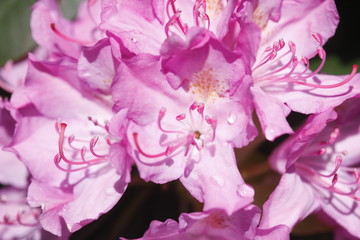 Rhododendronbluete