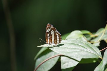 Side view of Butterfly: Neptis hylas