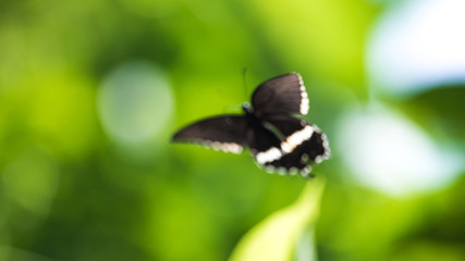Butterfly: Papilio polytes flying, Blur photo