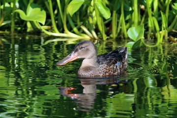 Anas clypeata. The female Northern Shoveler coast among a Sunny day in Siberia
