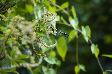 Butterfly: side view of Lamproptera curius flying to flowers