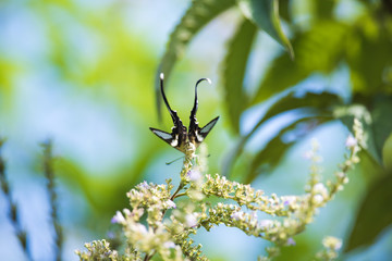 Butterfly: side view of Lamproptera curius