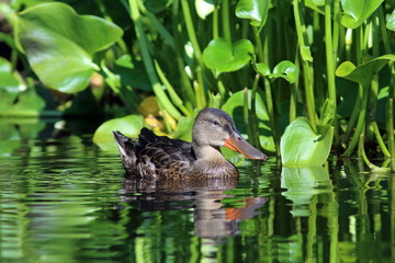 Anas clypeata. The female Northern Shoveler swims on a Sunny day in Siberia
