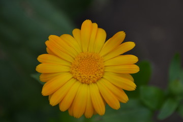 Calendula