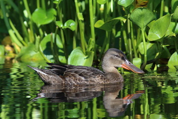 Anas clypeata. The female Northern Shoveler swims on a Sunny day