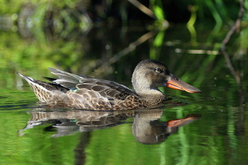 Anas clypeata. The female Northern Shoveler swims among coastal plants sun day