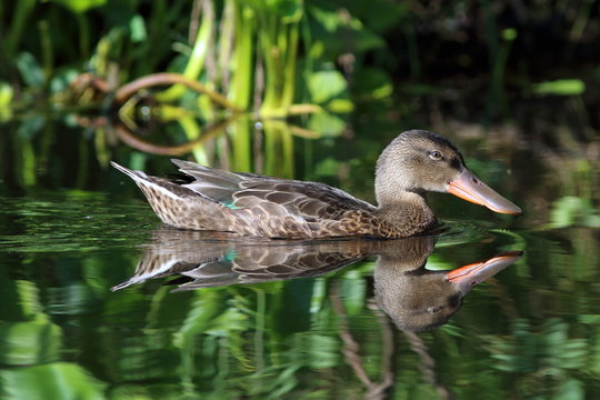 Anas clypeata. The female shovelers ducks on a lake