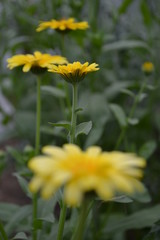 Calendula