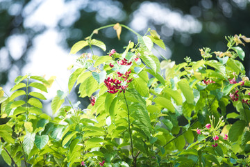 red flower on tree top