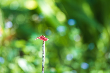 Dragonfly: Crimson Dropwing