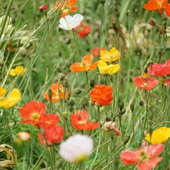 Bunte Blumenwiese mit farbigem Mohn