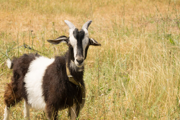 Black and white goat stands on the dry yellow meadow