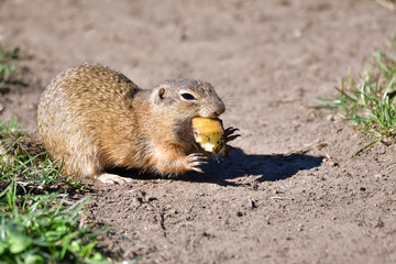 Squirrel lurking and  eating in the grass
