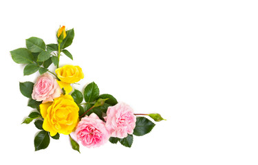 Fototapeta premium Pink and yellow roses (shrub rose) on a white background with space for text. Top view, flat lay.
