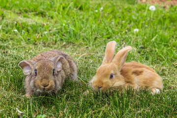 rabbits