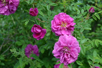 Obraz premium Rosehip in May