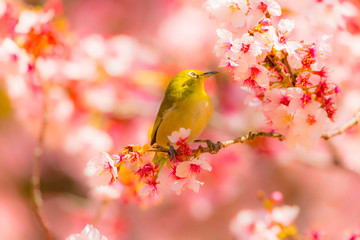 The Japanese White-eye and cherry blossoms. Located in Tokyo Prefecture Japan.