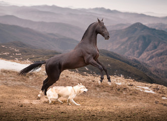 The dark brown horse run with the dog on the mountains background