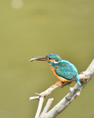 カワセミの食事