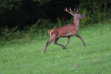 deer stag  grazing on the meadow 
