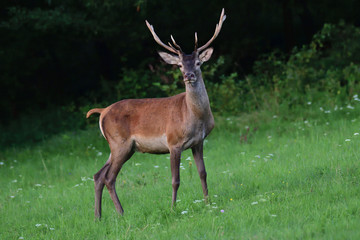 Fototapeta premium deer stag grazing on the meadow 