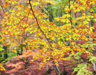 background texture of yellow leaves