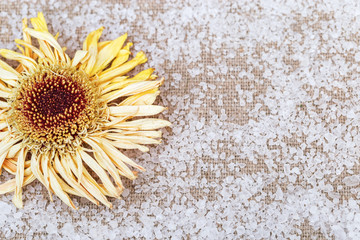 Dry yellow flower of gerbera on green linen background with scattered sea salt.