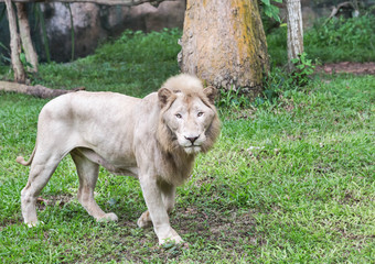 Male white lions walking relaxation in natural