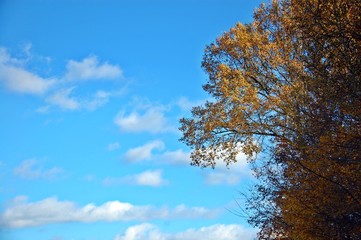 Obraz premium Baumkrone im Herbst, Detail