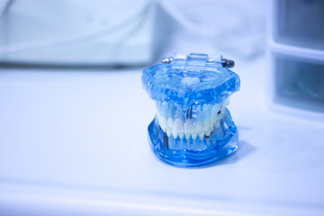 Dental office teeth model