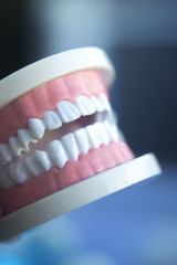 Dentistry teaching tooth model