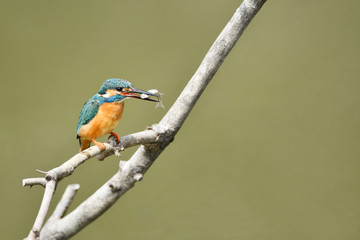 カワセミの食事
