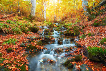 Autumn creek woods with yellow trees foliage and rocks in forest