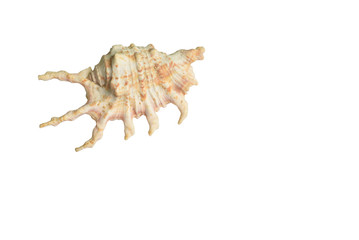 Tropical Seashell Isolated on White Background