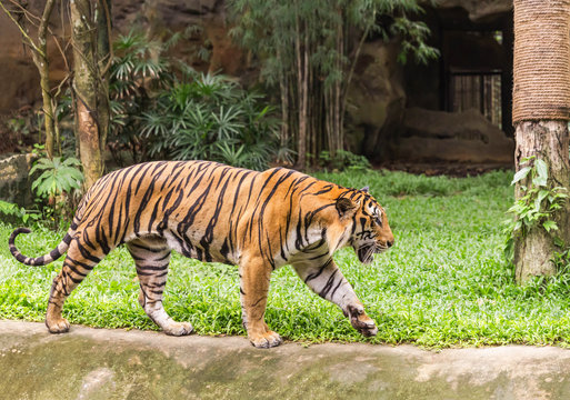 Fototapeta Tiger walking  relax during relaxation in nature