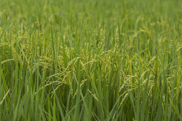 The rice field with jasmine rice buds beautiful. Famous farming and export output to the world. Close up and blurred background.