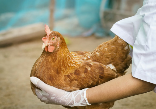 Livestock officials are checking the health of chicken in local farm in Thailand. Make a check and prevent epidemic cause to cause chicken to die.