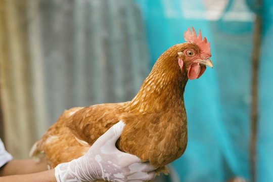 Livestock officials are checking the health of chicken in local farm in Thailand. Make a check and prevent epidemic cause to cause chicken to die.