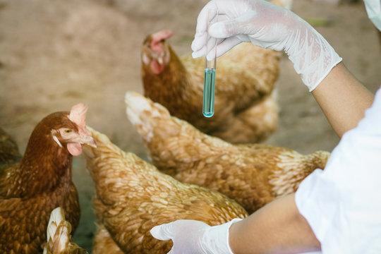 Livestock officials holding test tube and checking the health of chicken in local farm in Thailand. Make a check and prevent epidemic cause to cause chicken to die.