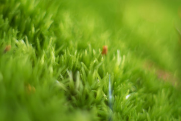 Green forest moss
