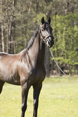 Obraz premium Horse