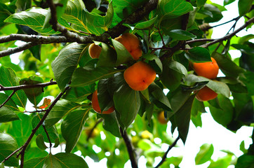 Persimmon tree