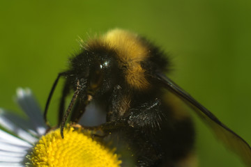 Bumblebee on a flower