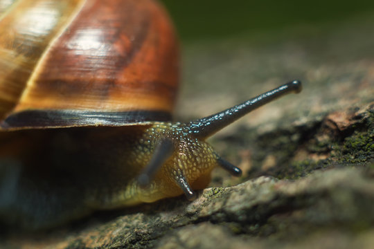 The big snail crawls