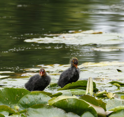 Coot chicks standing on waterlily leaves
