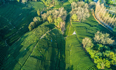 Aerial view of Chinese tea plantation 