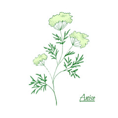 Absinthe ingredients. Fresh green anise (Pimpinella anisum). Hand draw