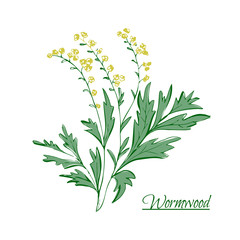 Absinthe ingredients. Fresh grand wormwood (Artemisia absinthium). Hand draw